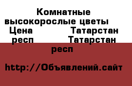 Комнатные высокорослые цветы   › Цена ­ 2 500 - Татарстан респ.  »    . Татарстан респ.